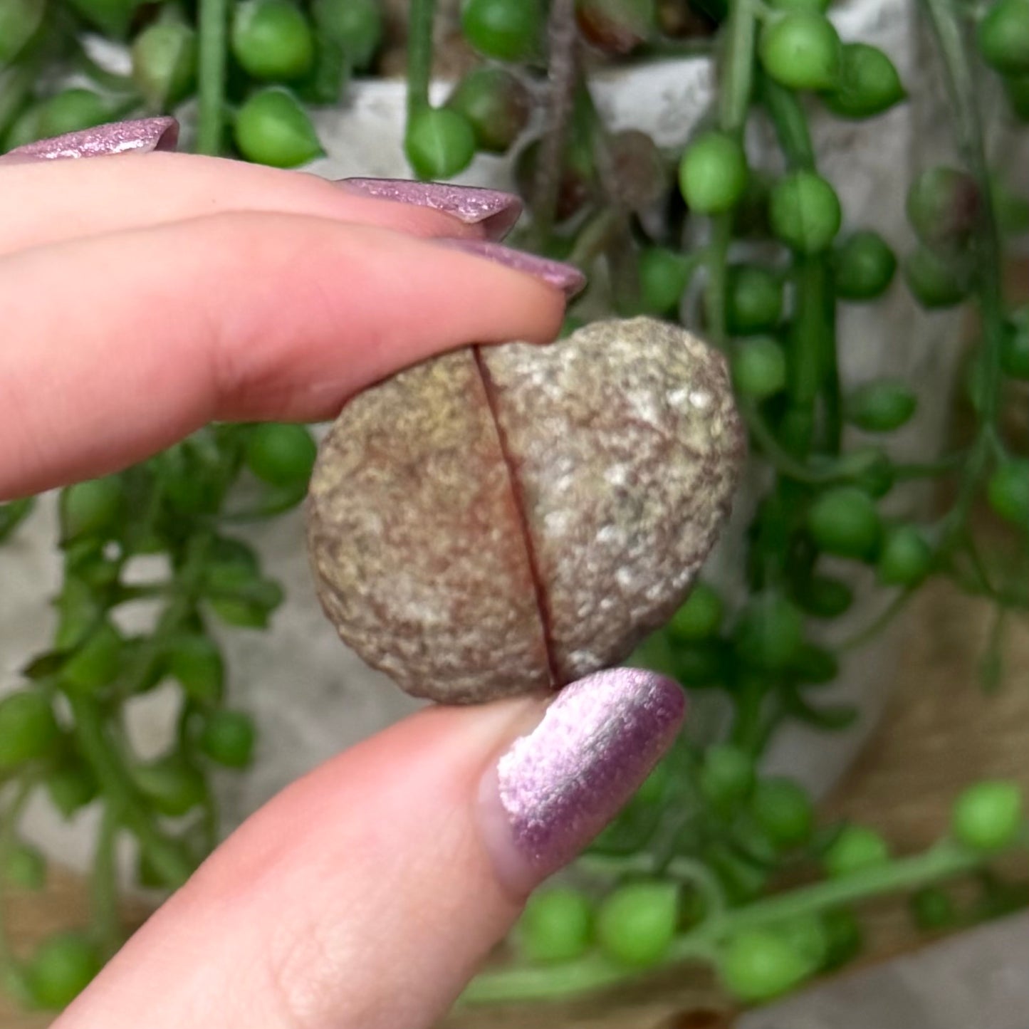 Agate Geode Pair 1