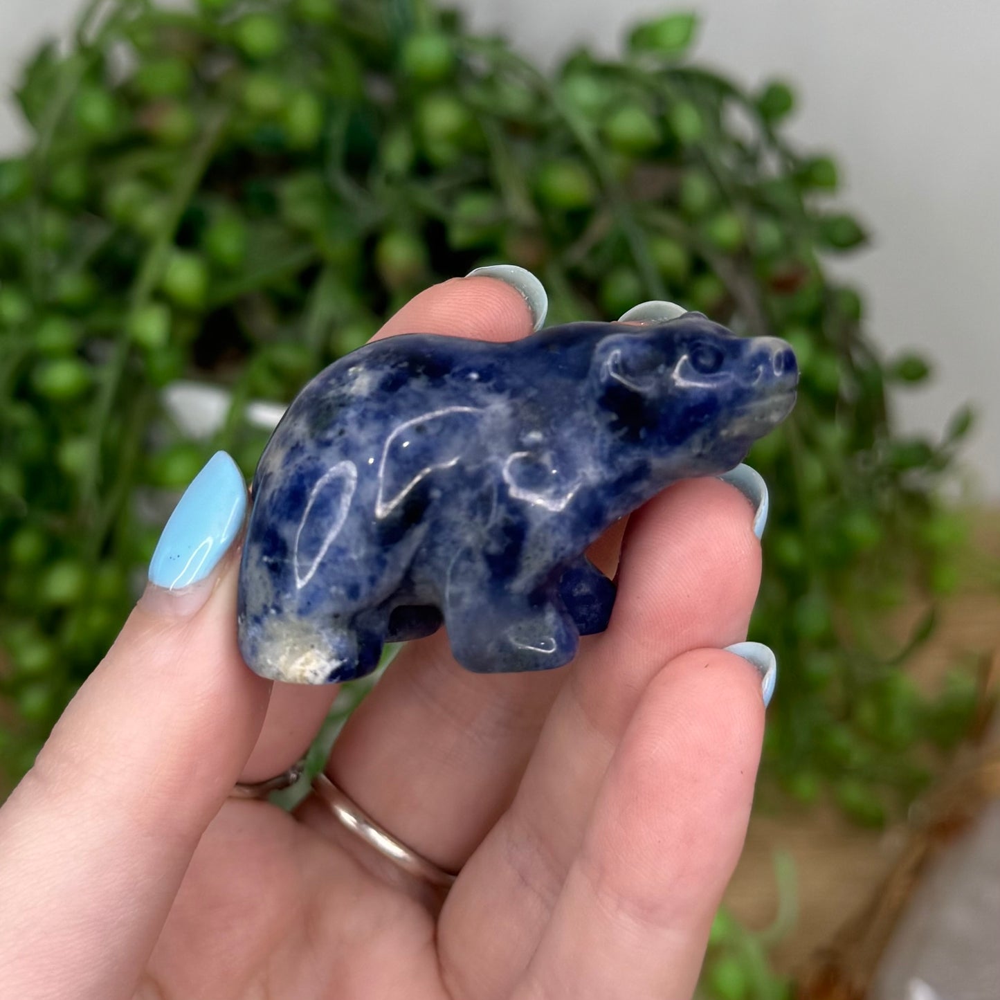 Sodalite Bear (U451)