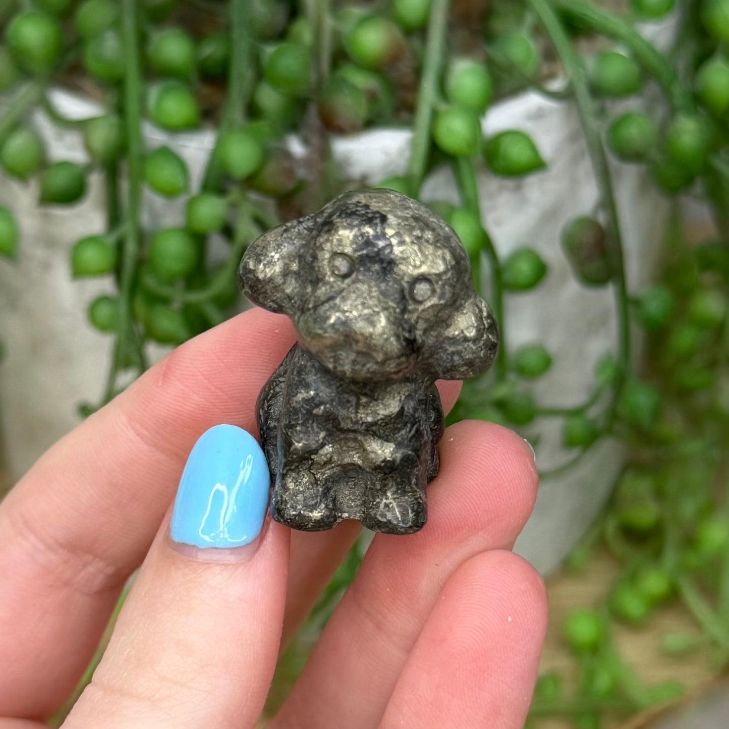 Pyrite Poodle (Z758)