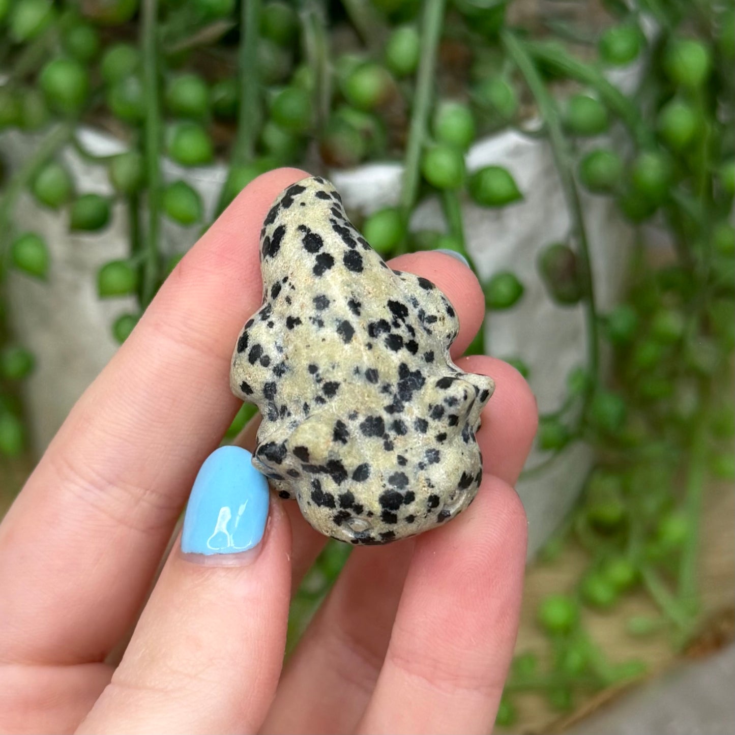 Dalmatian Jasper Axolotl (Z983)
