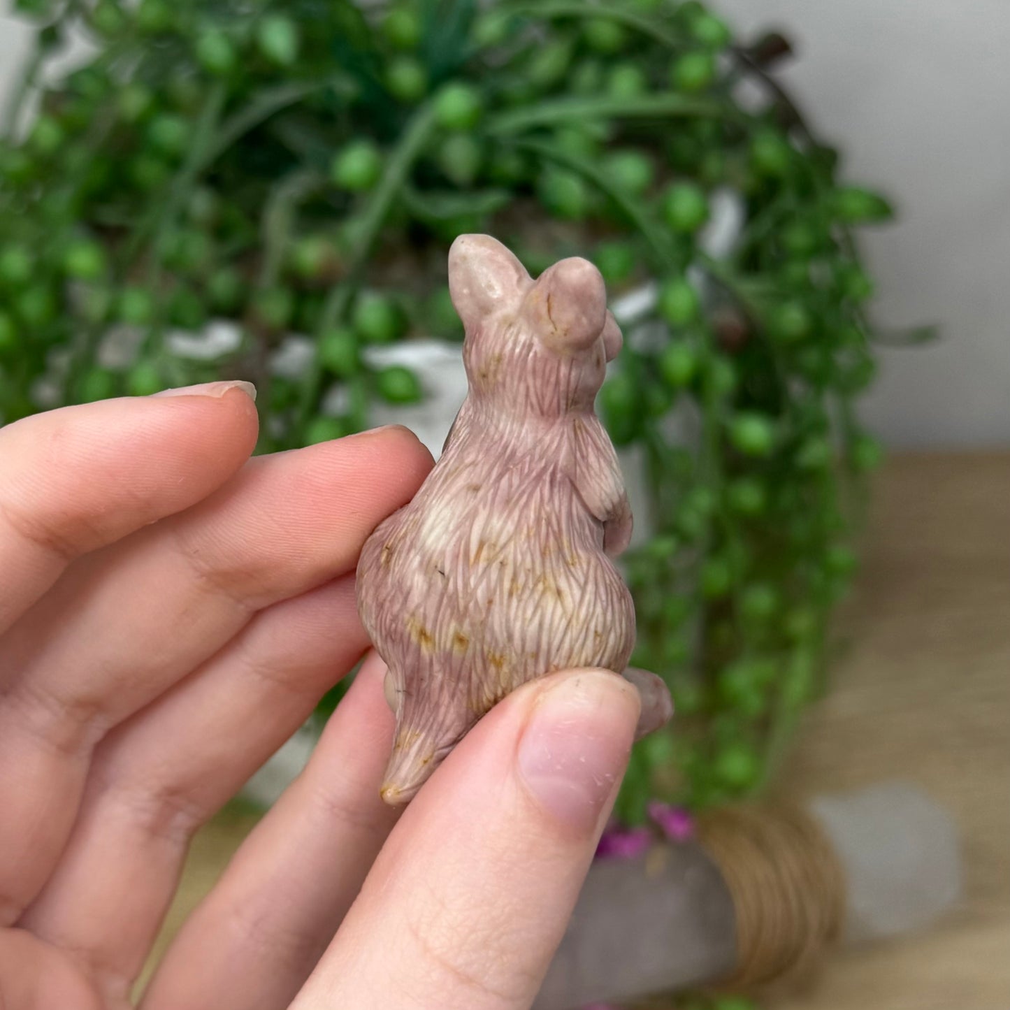 Alashan Kangaroo 3