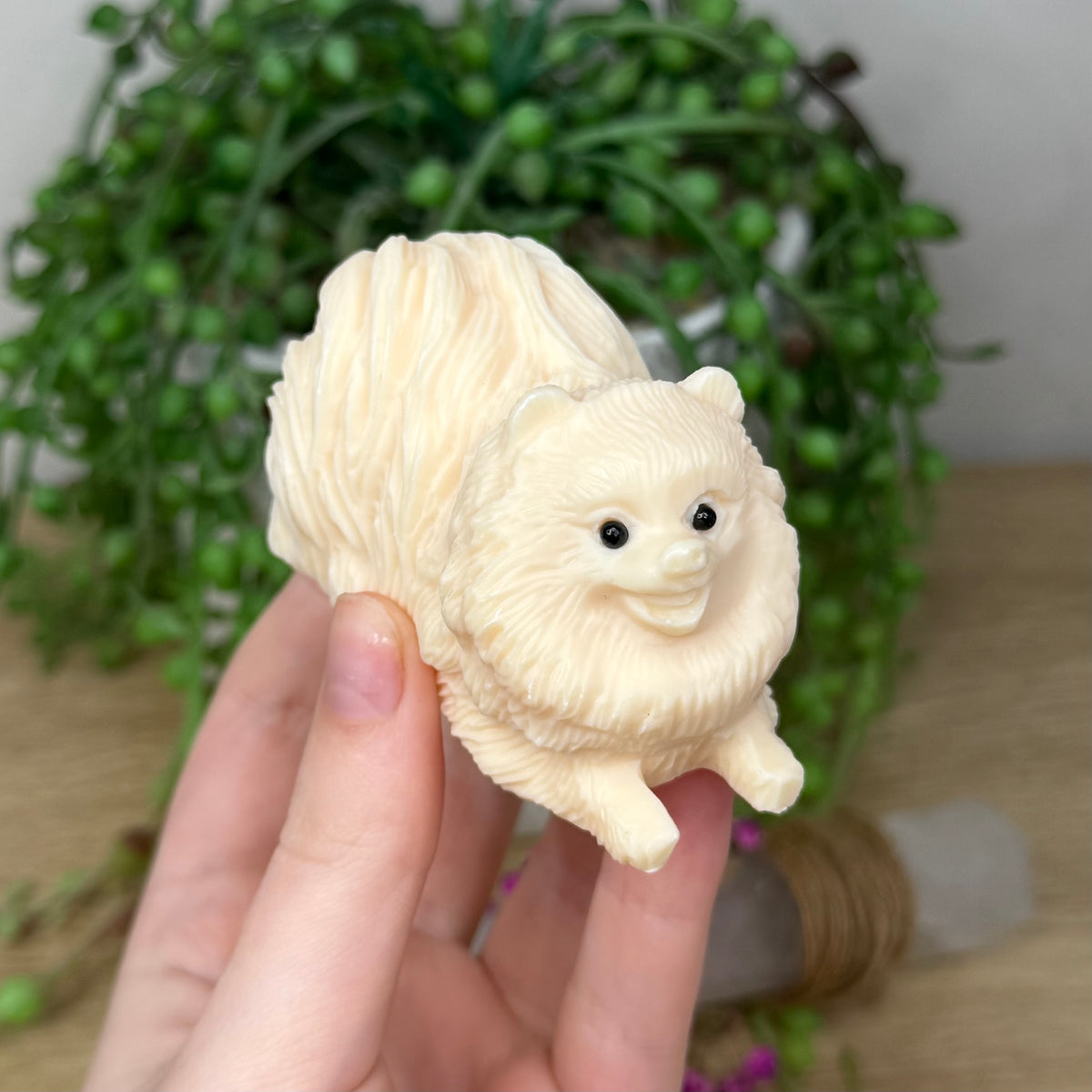 Tagua Pomeranian