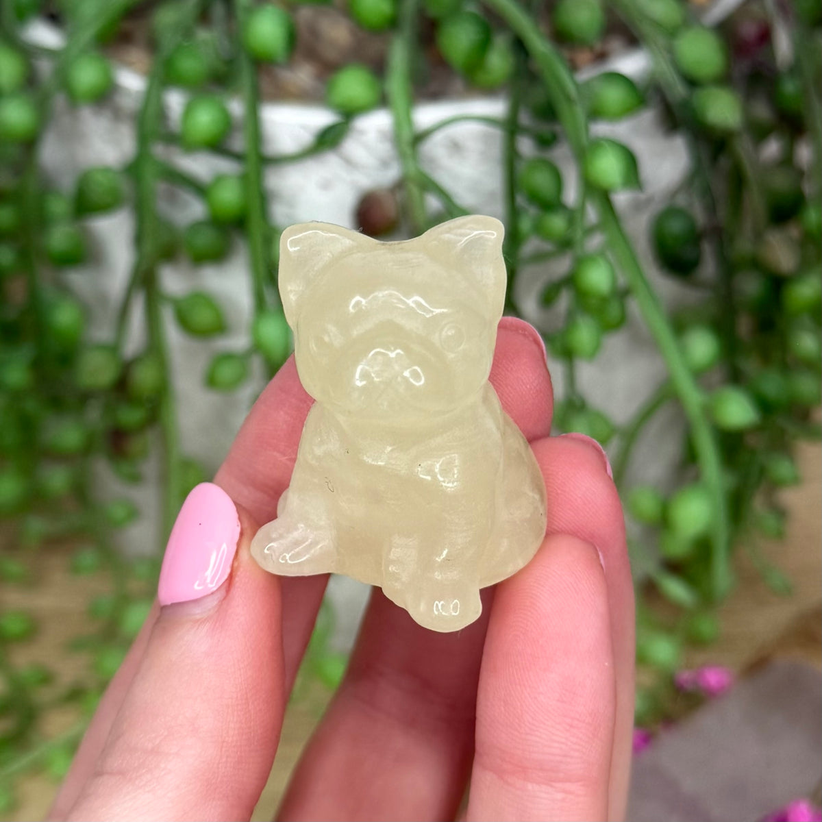 Citrine French Bulldog (736A)