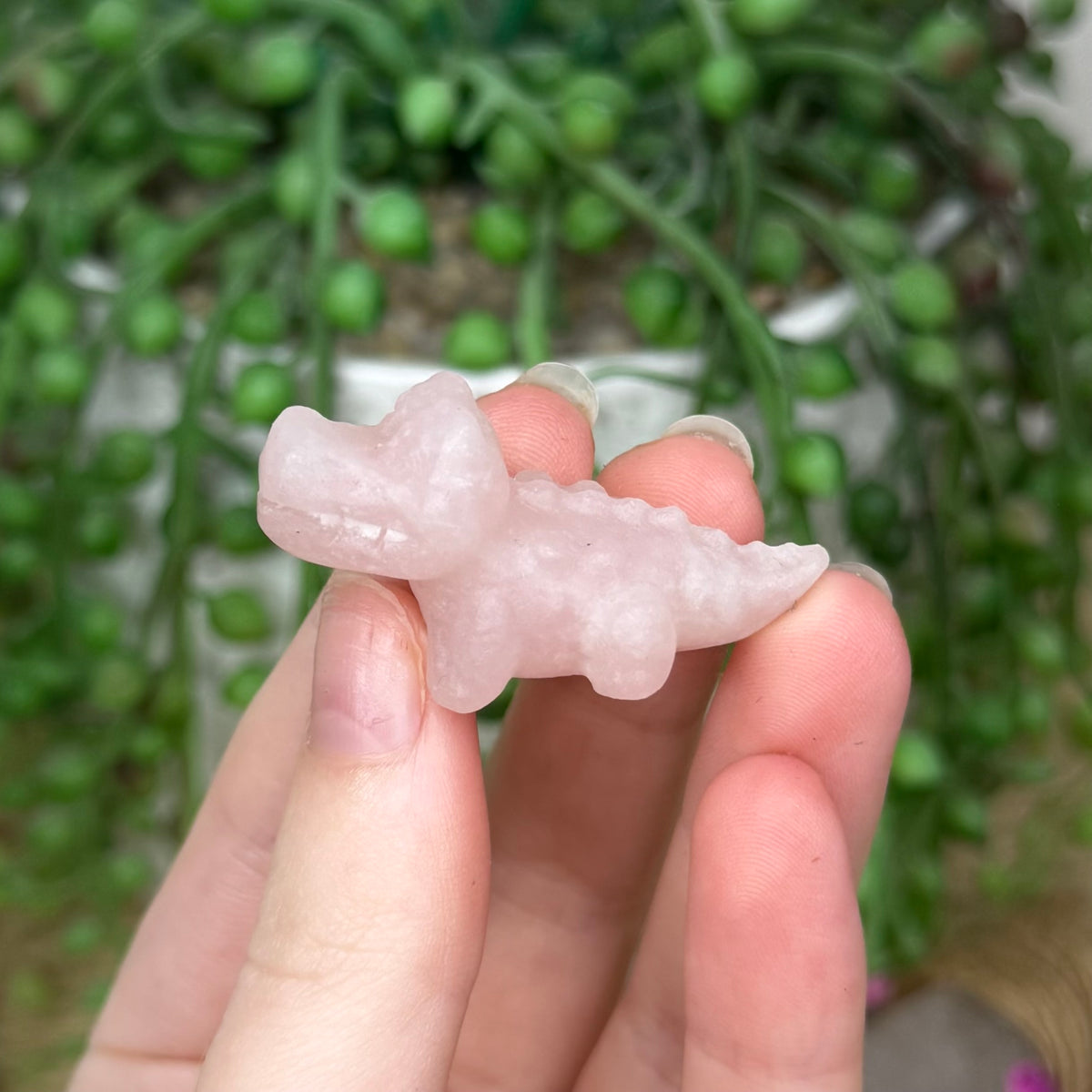 Pink Opal Mini Crocodile 4