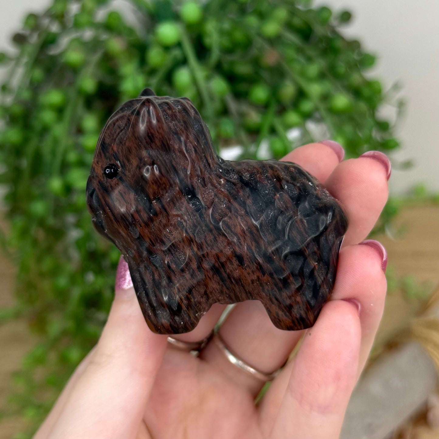 Mahogany Obsidian Highland Cow (W280)