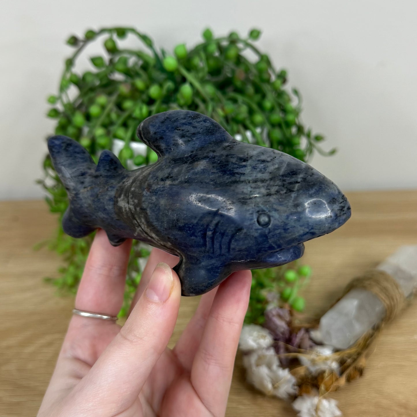 Sodalite Shark (M822)