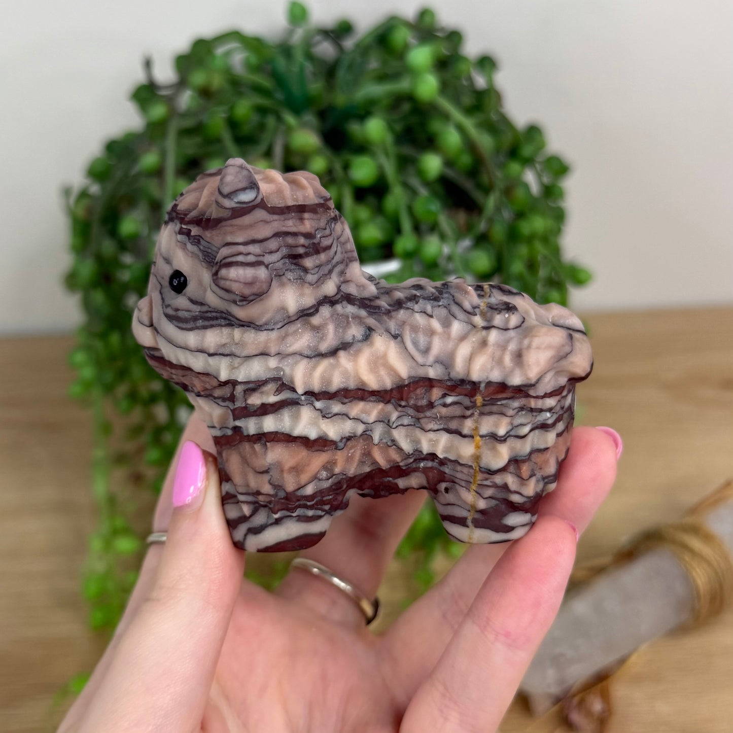 Rainbow Zebra Jasper Highland Cow (X162)