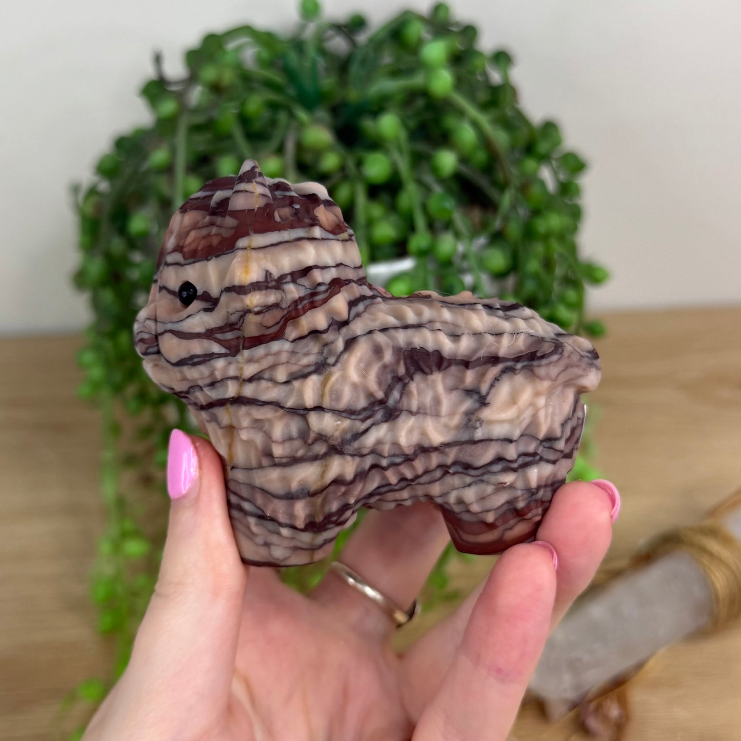 Rainbow Zebra Jasper Highland Cow (X163)