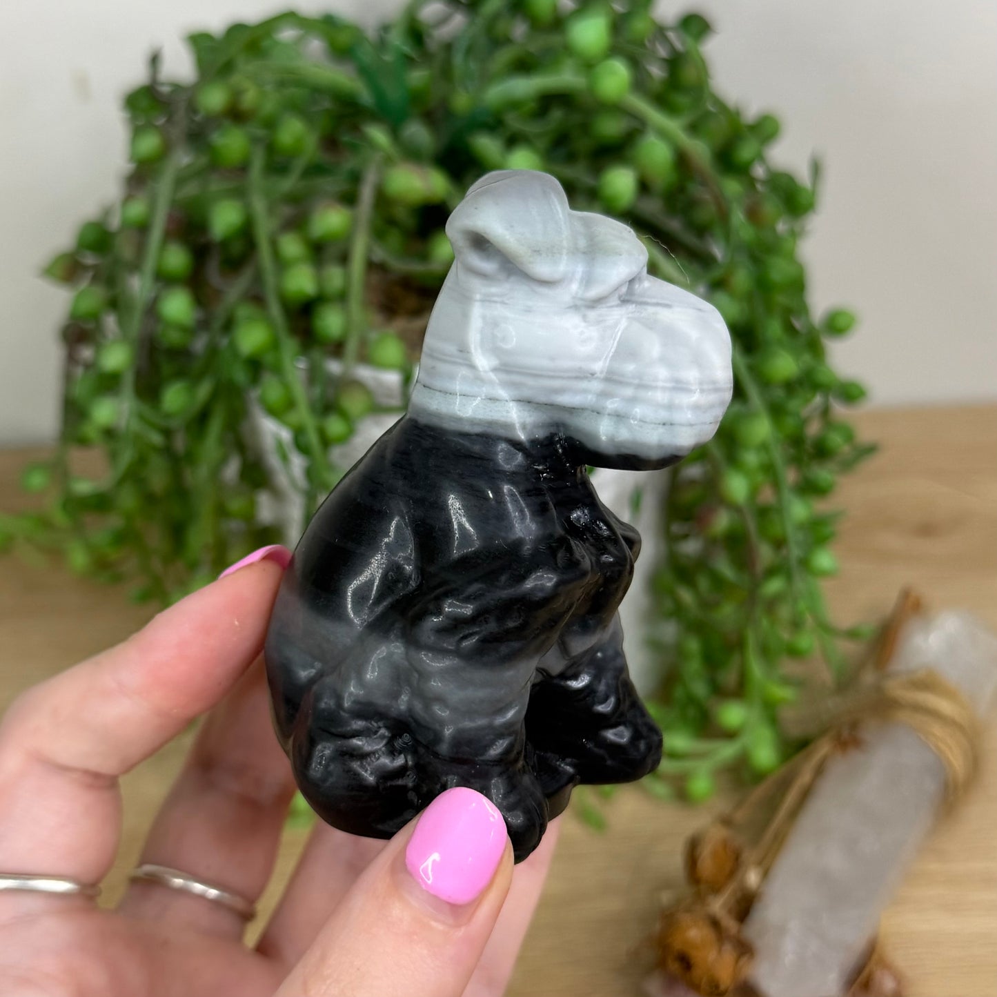 Yin Yang Schnauzer Dog (X550)