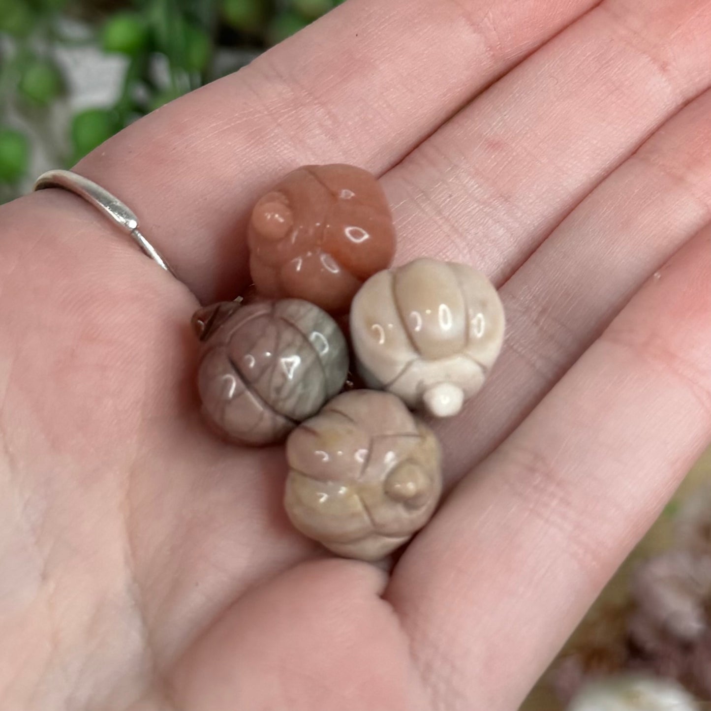 Alashan Mini Pumpkins