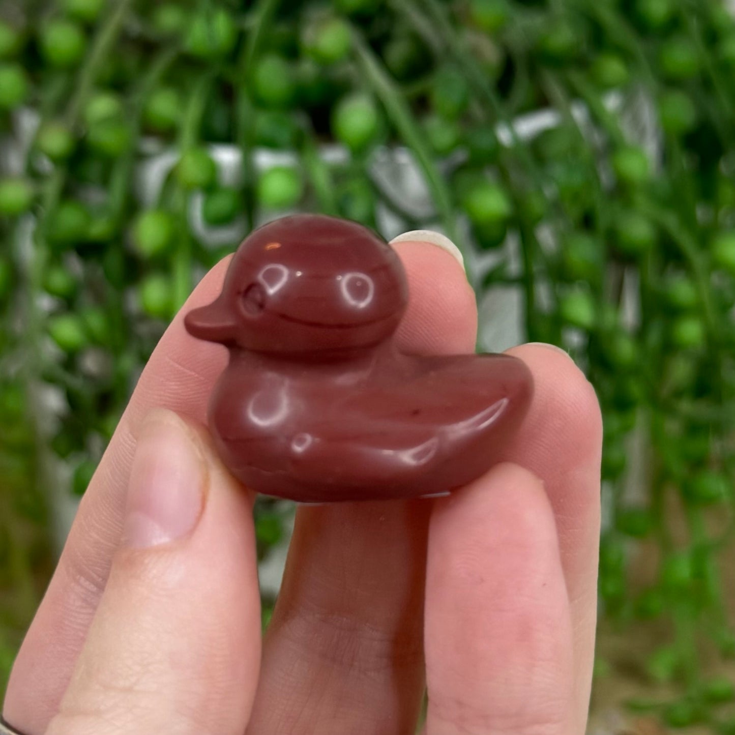 Jasper Duck (L176)