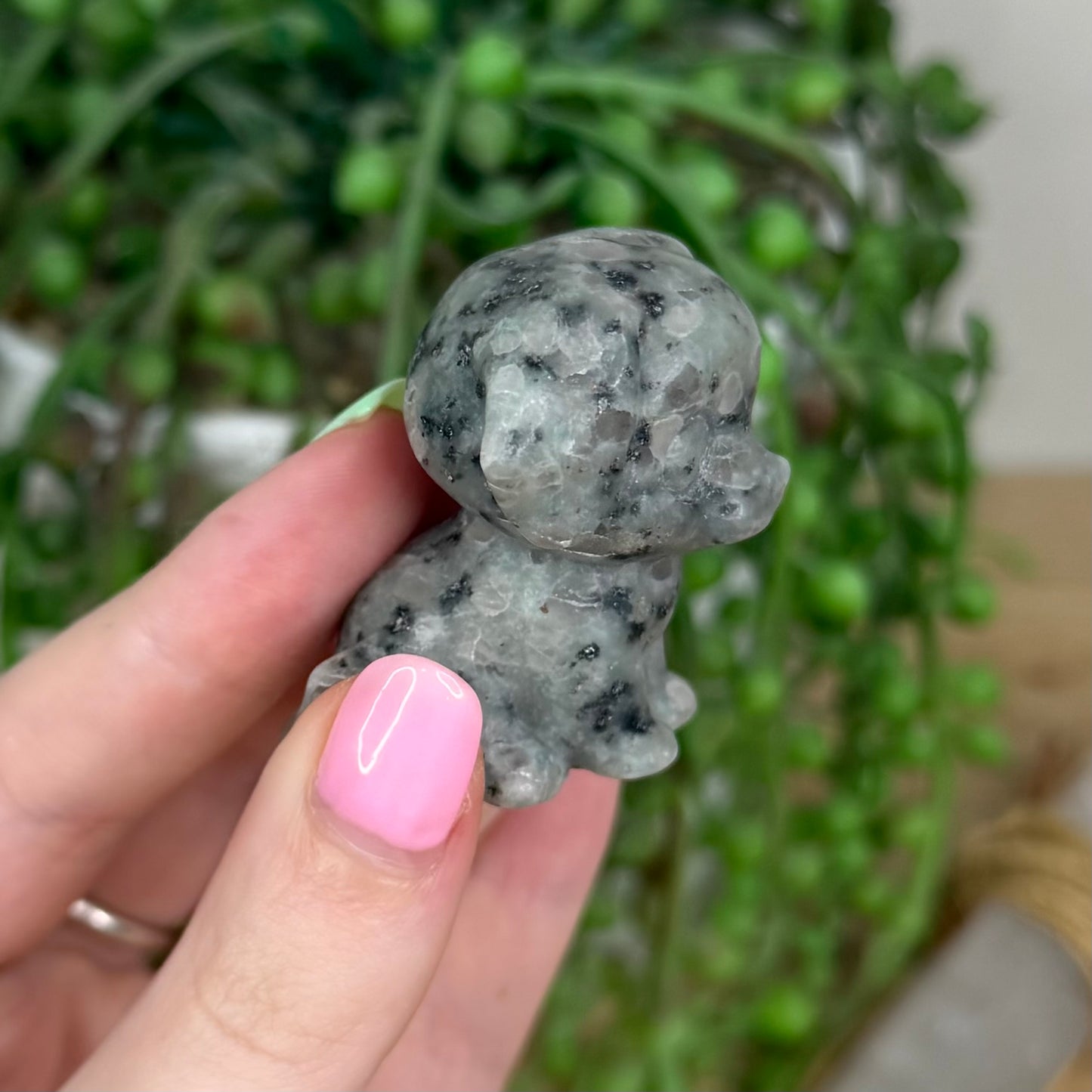 Kiwi Jasper Dog (Y186)