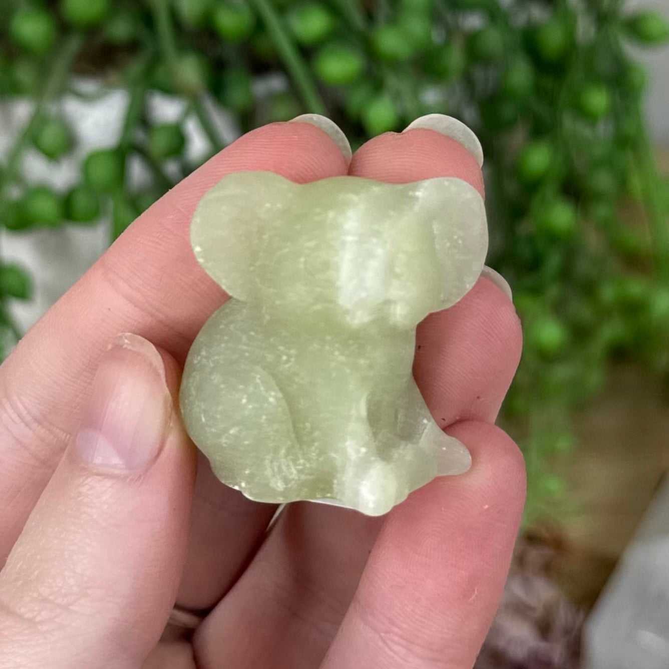 Afghan Jade Koala (S491)