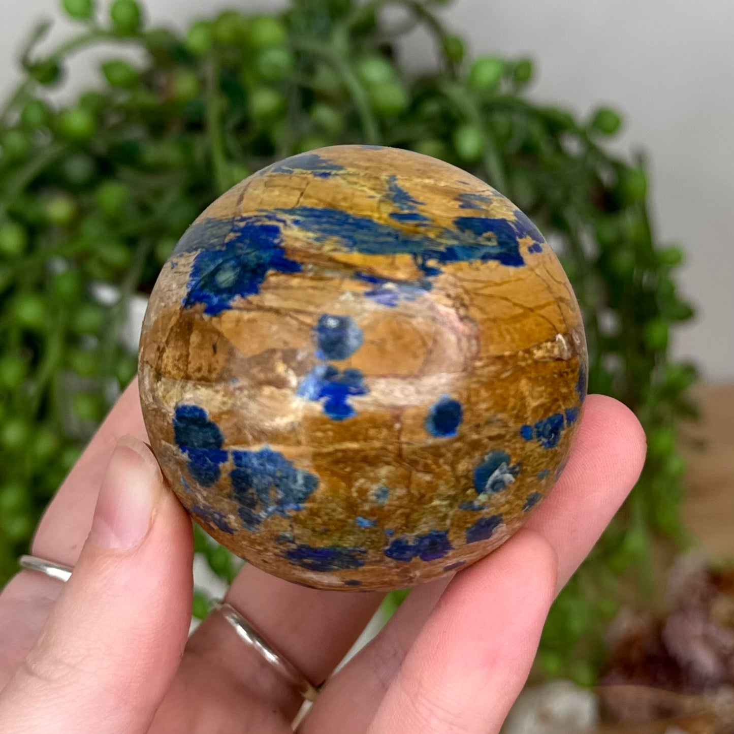 Azurite In Petrified Wood Sphere (S841)