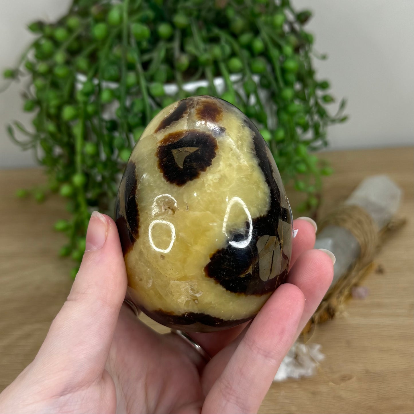 Septarian Egg (I351)