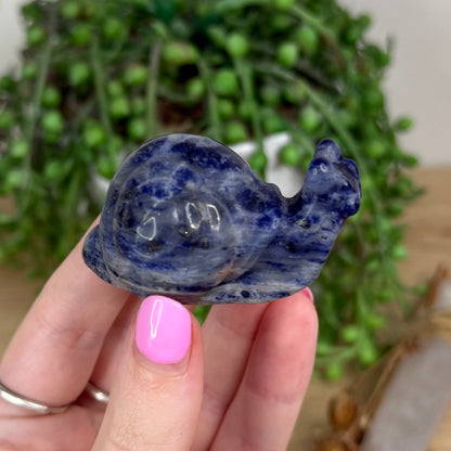 Sodalite Snail (X555)