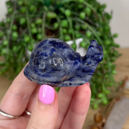 Sodalite Snail (X555)