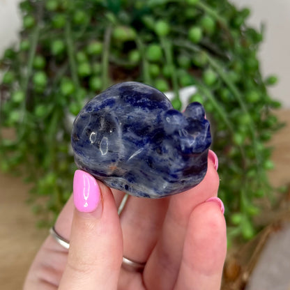 Sodalite Snail (X555)