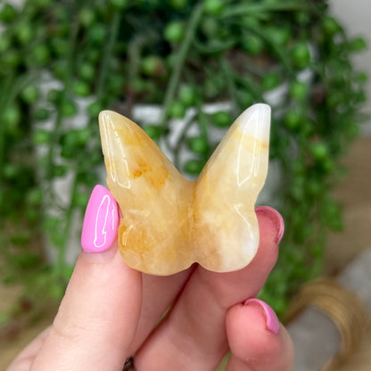 Golden Healer Butterfly (Z569)