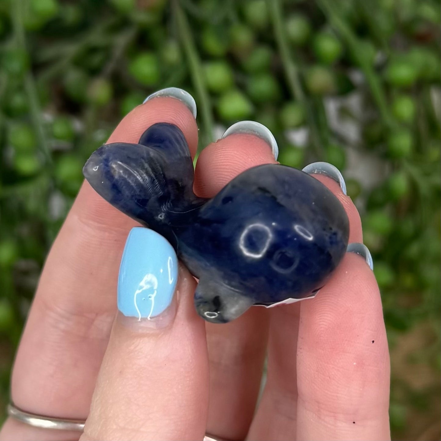 Sodalite Whale (U595)