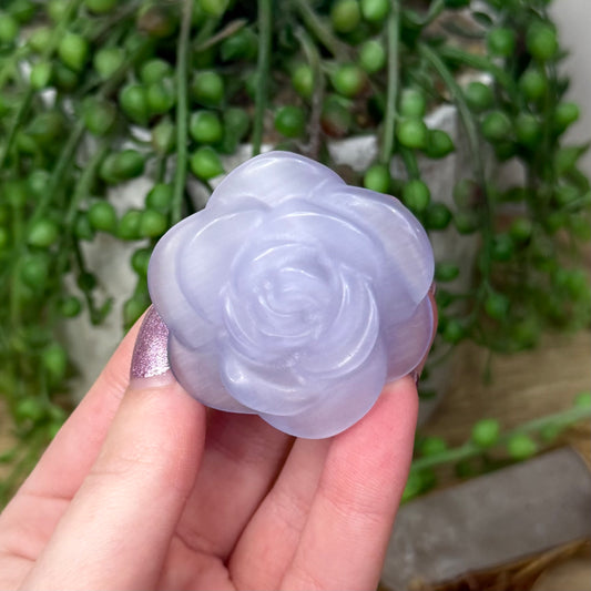 Purple Cats Eye Rose (Z941)