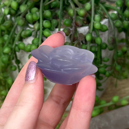 Purple Cats Eye Rose (Z941)