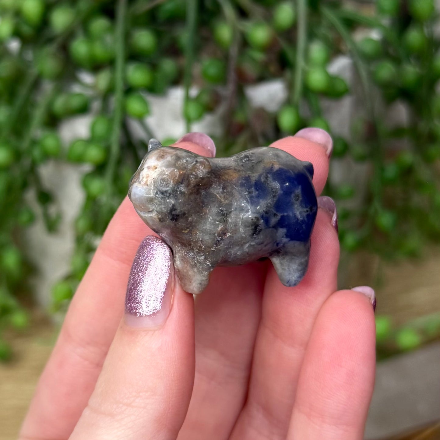 Sodalite Pig (Z881)