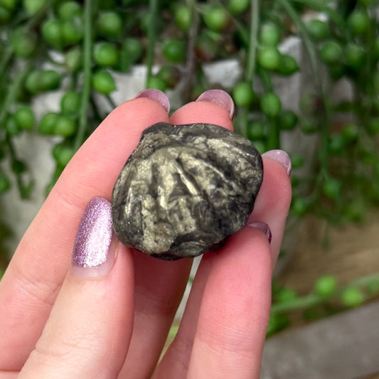 Pyrite Shell (Z759)