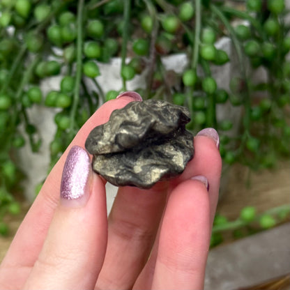 Pyrite Shell (Z759)