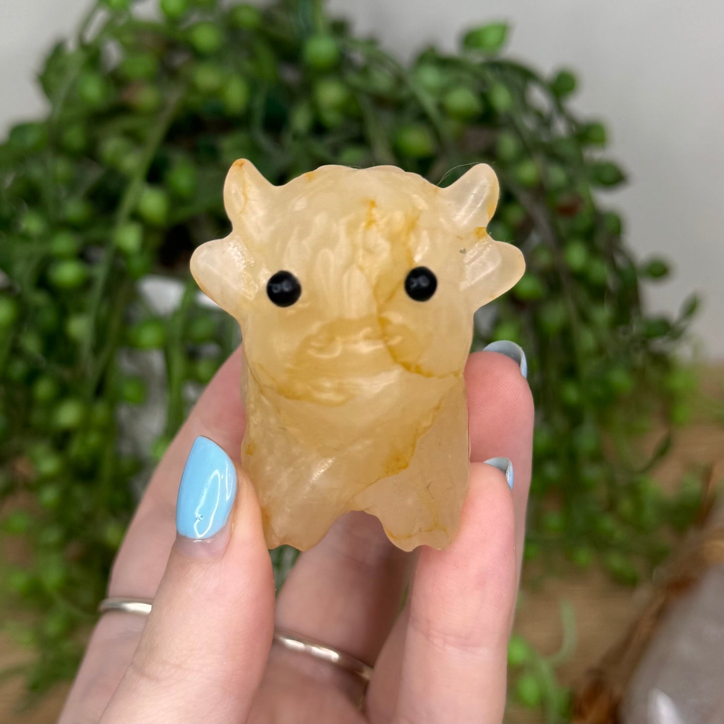 Golden Healer Highland Cow (U501)