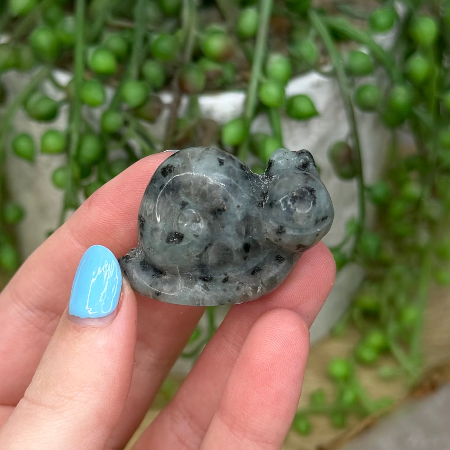 Kiwi Jasper Snail (130A)