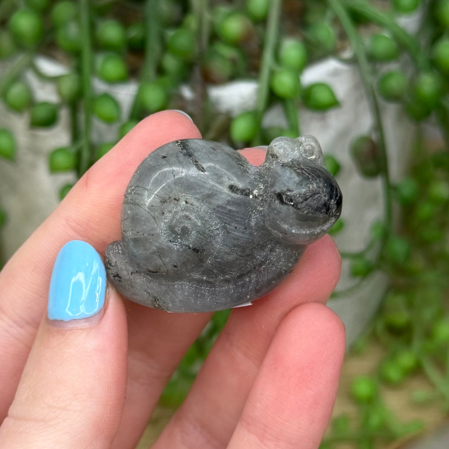 Labradorite Snail (Z778)
