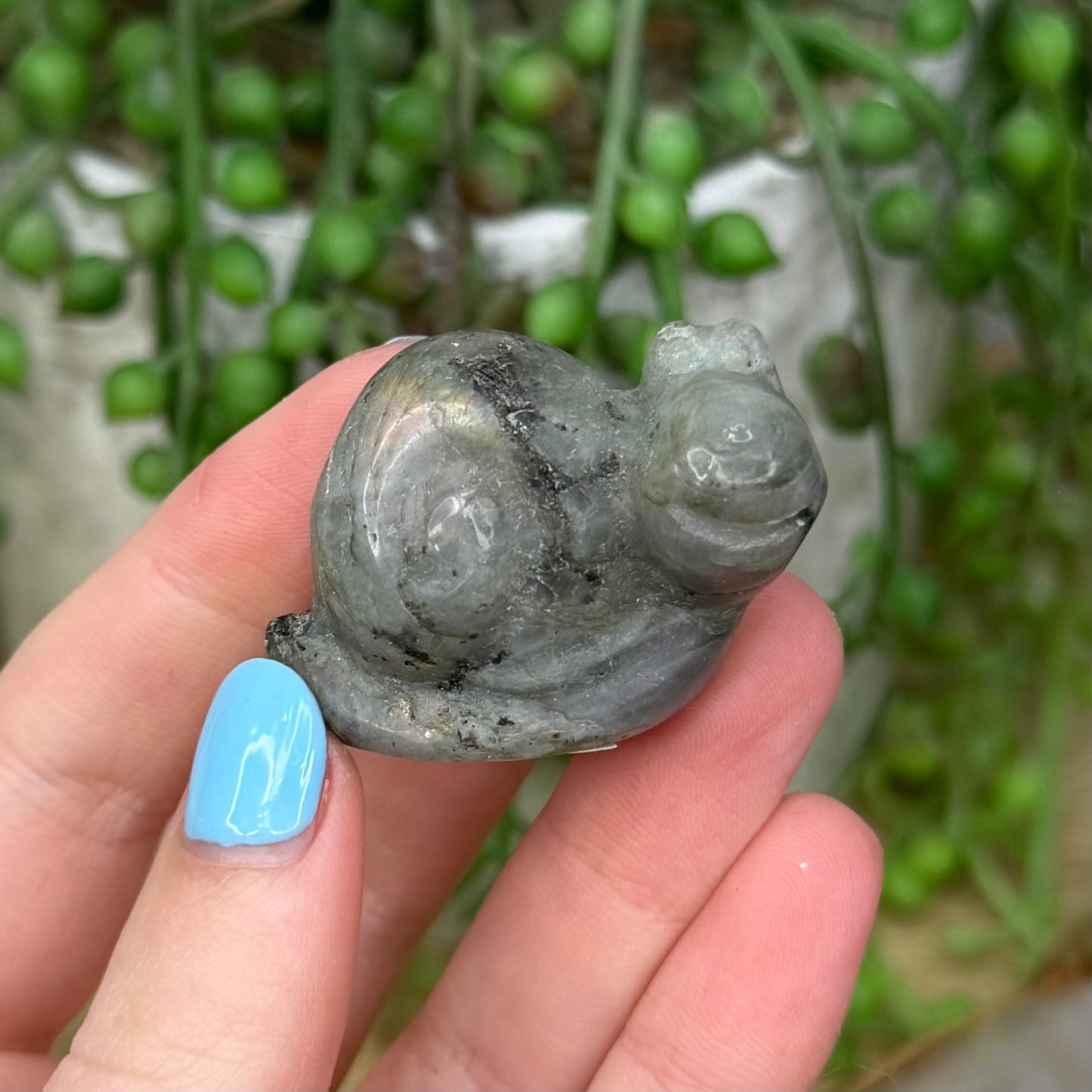 Labradorite Snail (Z779)