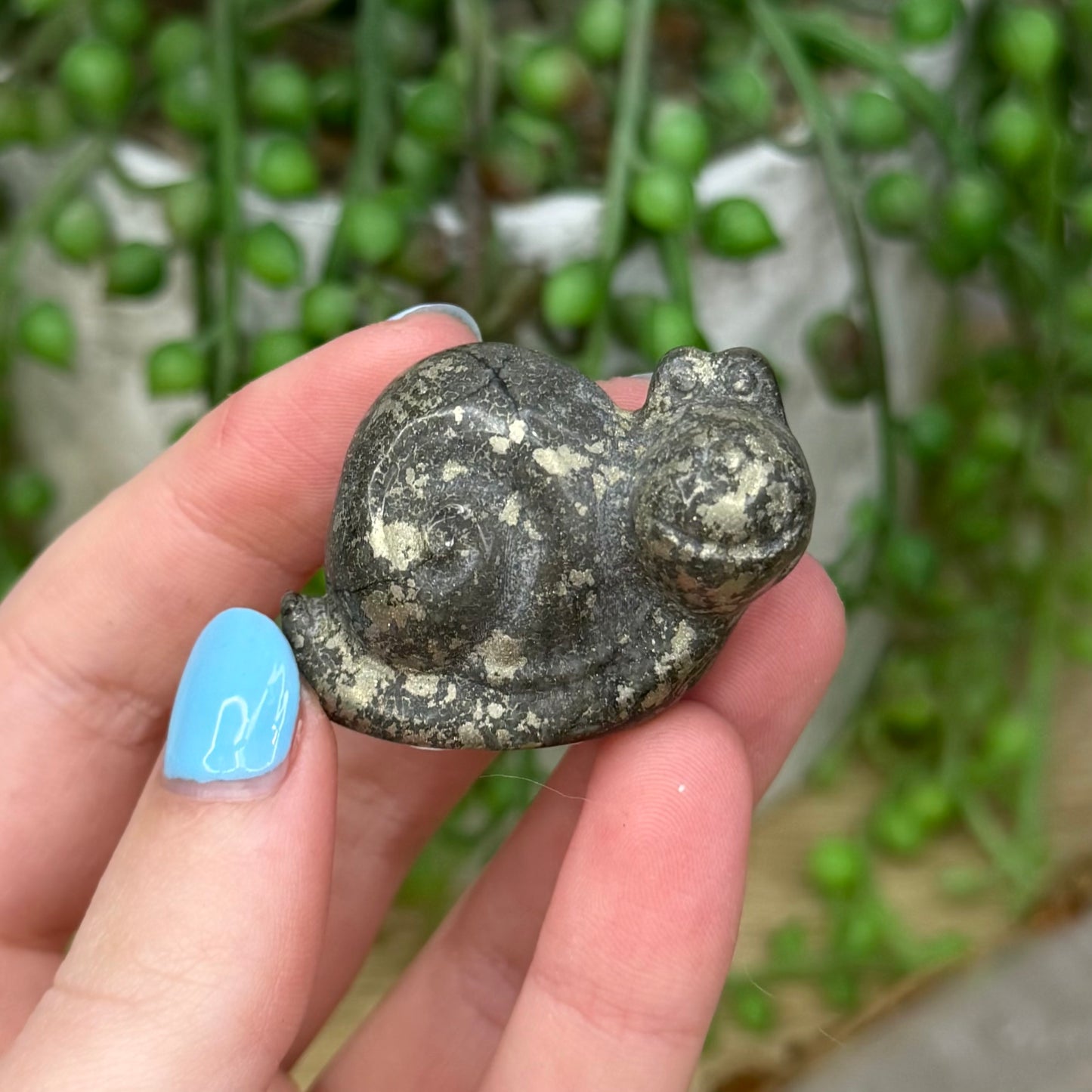 Pyrite Snail (Z764)