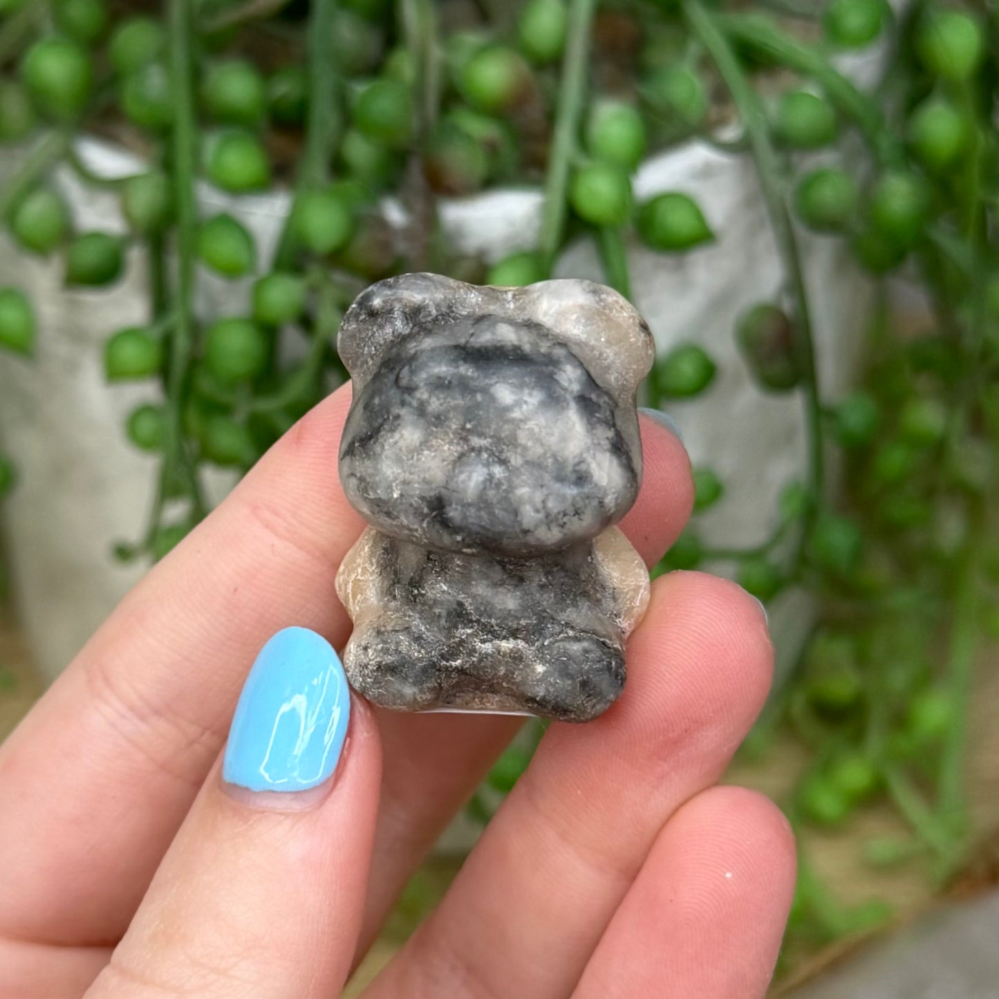Pink Zebra Jasper Bear (Z773)
