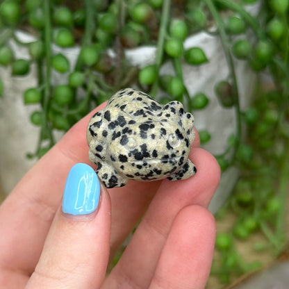 Dalmatian Jasper Axolotl (Z983)