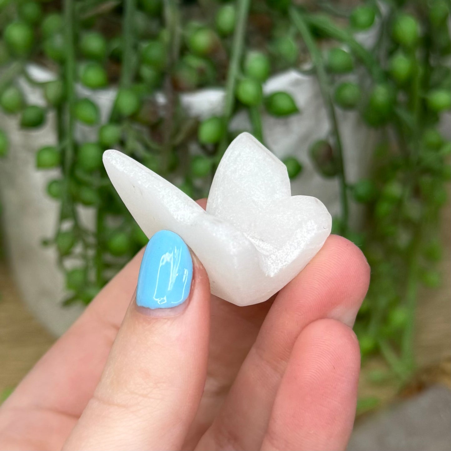 White Jade Butterfly (269A)