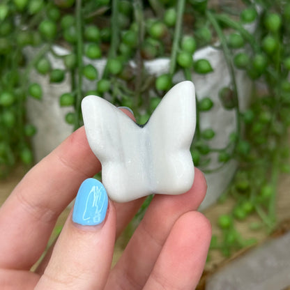 Yin Yang Butterfly (271A)