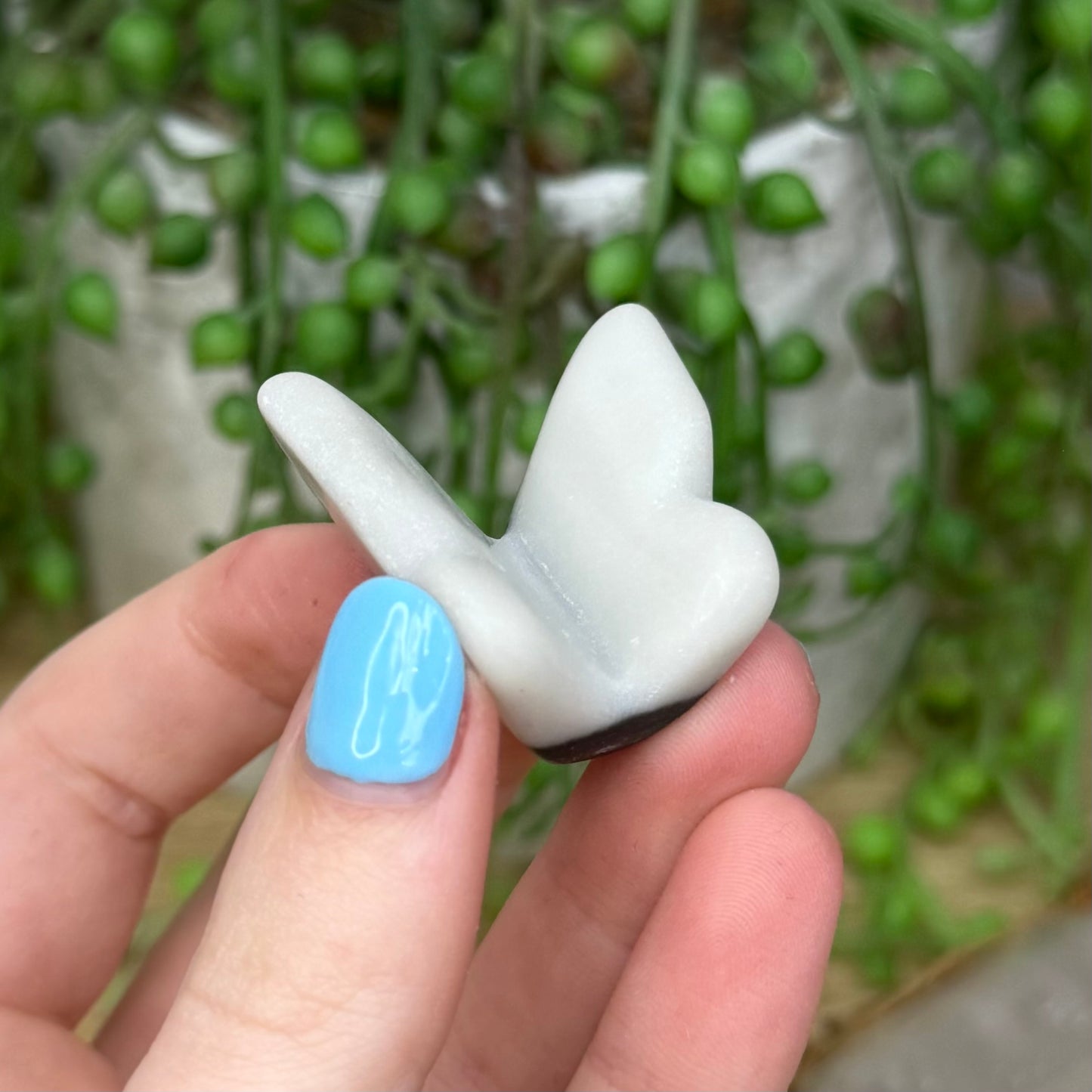 Yin Yang Butterfly (271A)