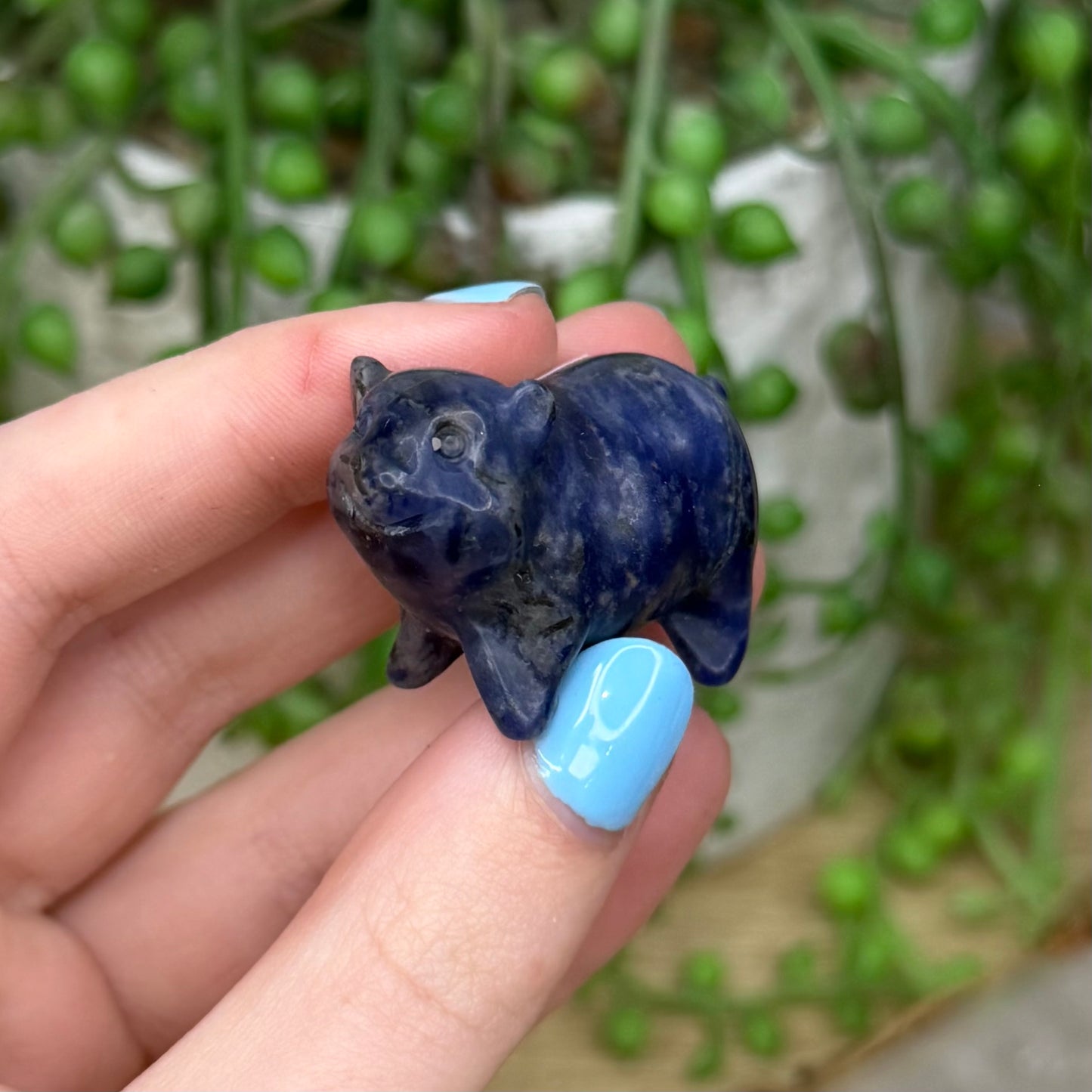 Sodalite Pig (Z886)