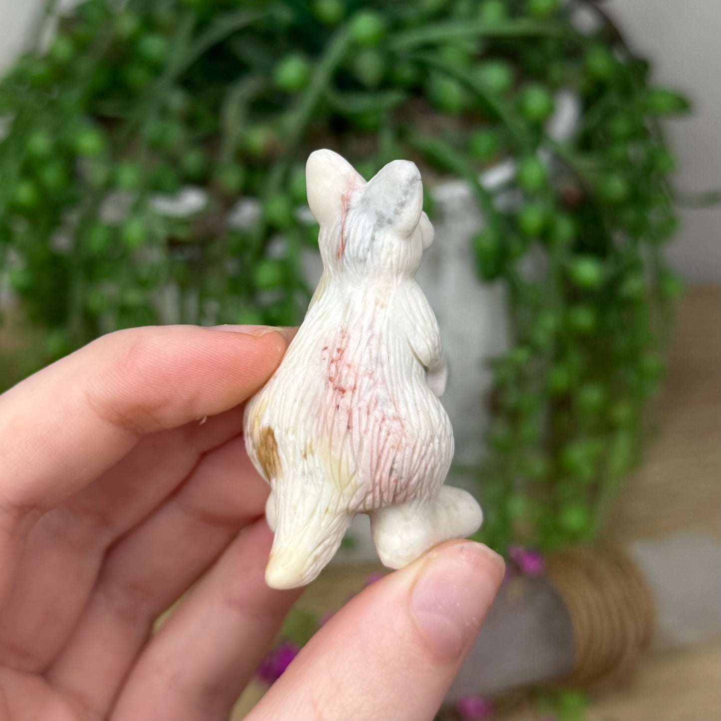 Alashan Kangaroo 1