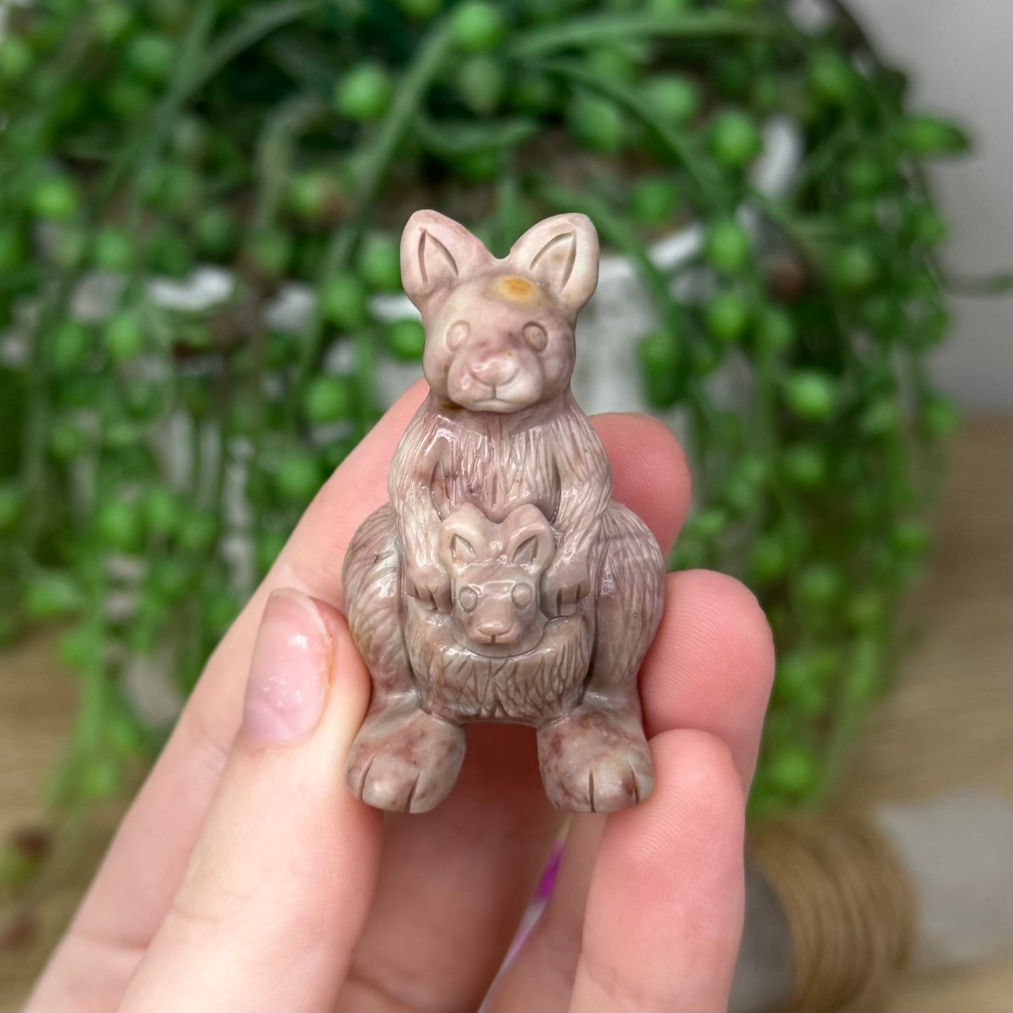 Alashan Kangaroo 3
