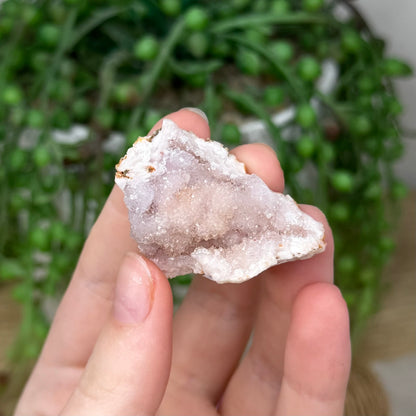 Pink Amethyst Cluster Geode (377A)