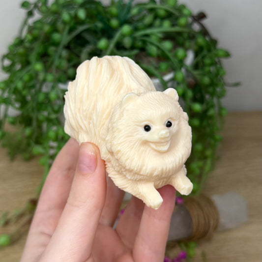Tagua Pomeranian
