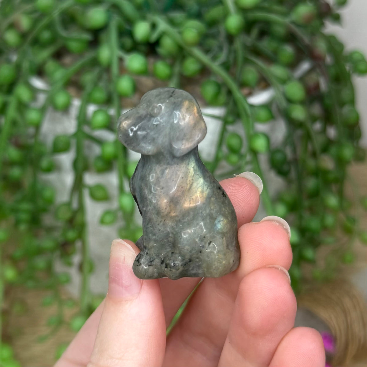 Labradorite Dog (784A)