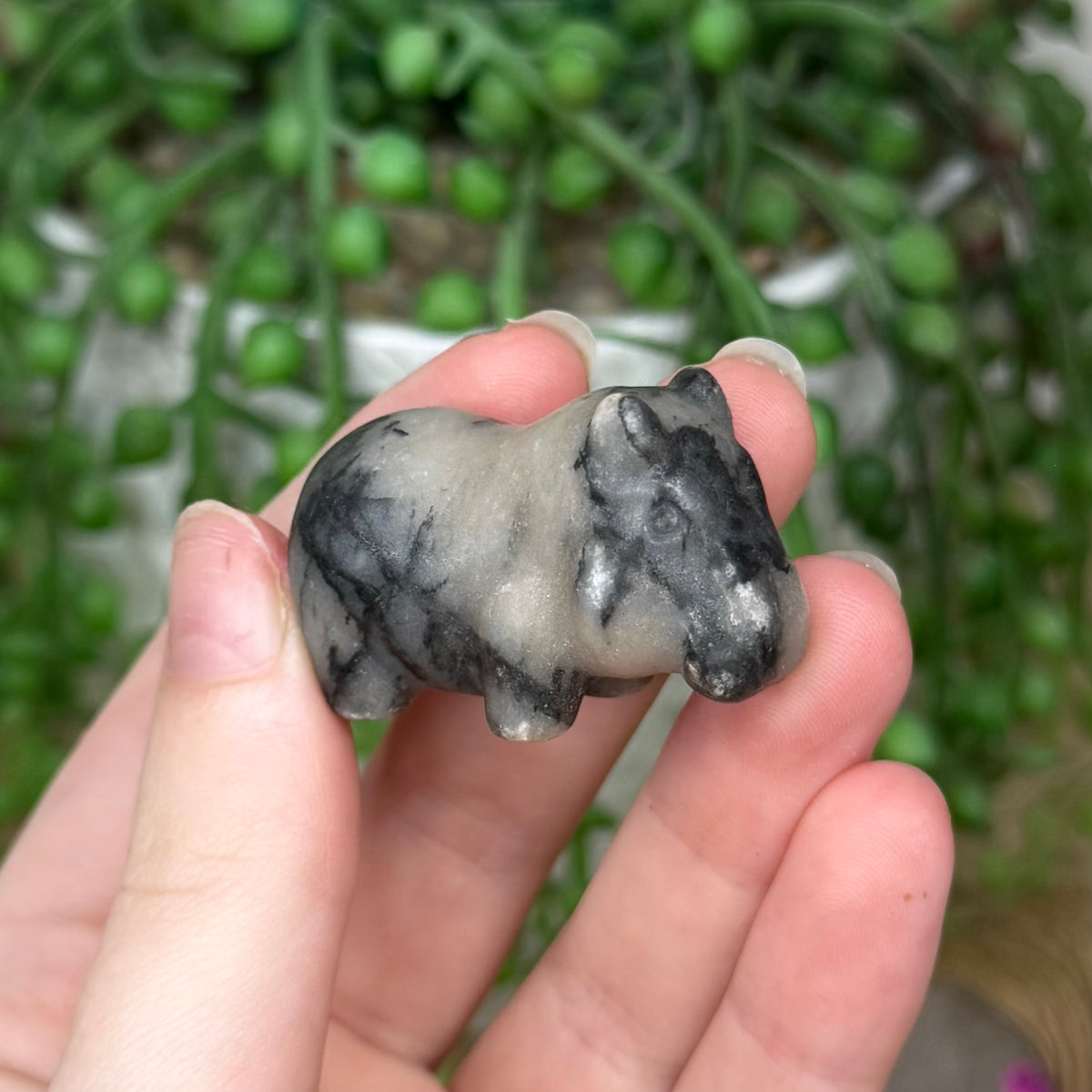Jasper Hippo (777A)