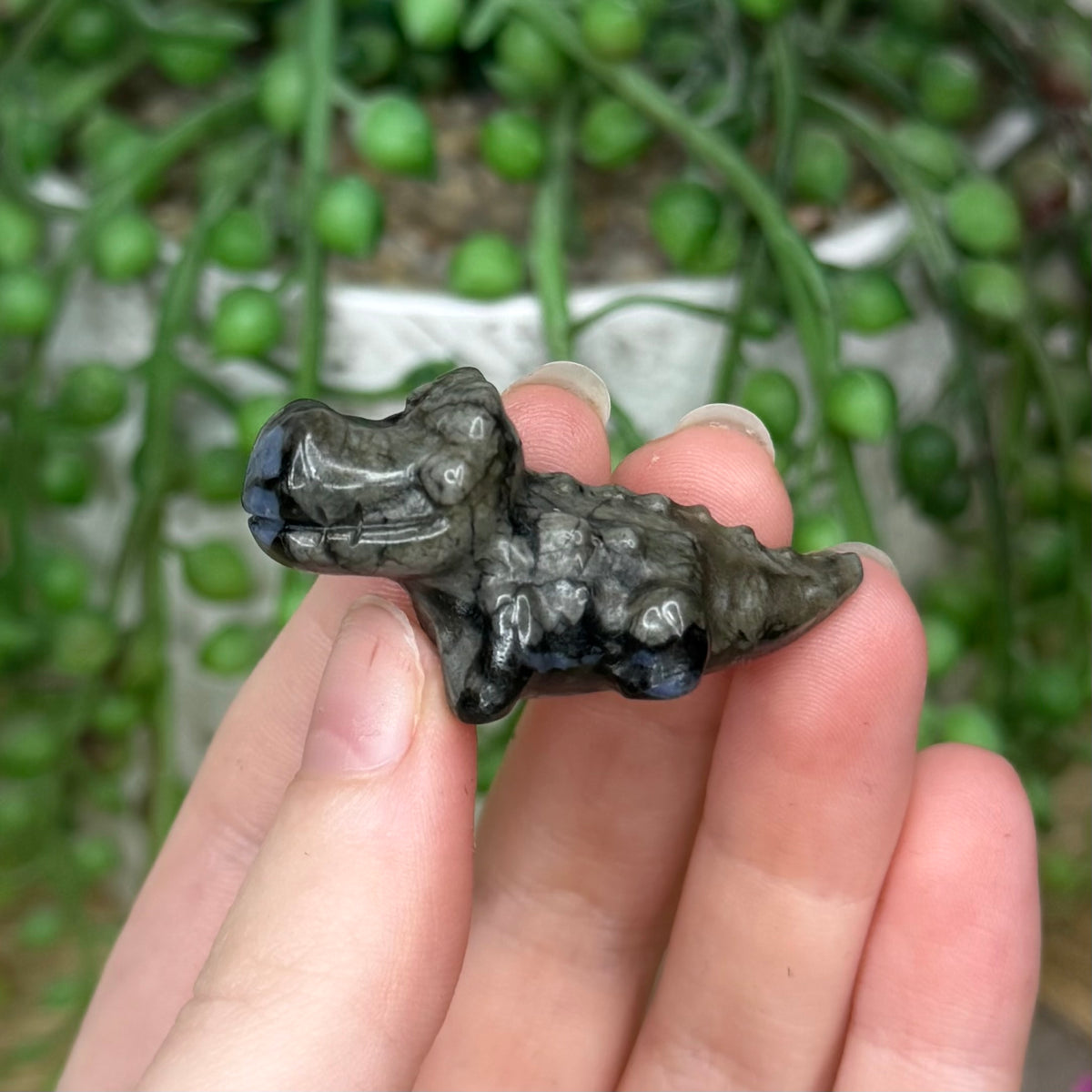 Que Sera Mini Crocodile
