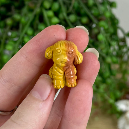 Alashan Small Poodle 1