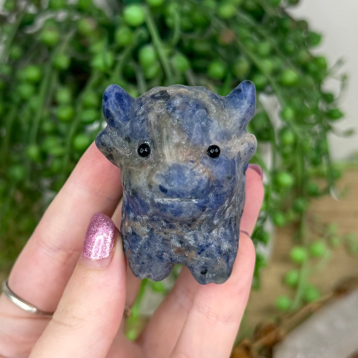 Sodalite Highland Cow (W282)