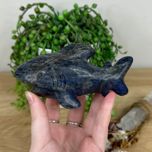 Sodalite Shark (M822)